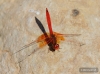 J15B0300 Trithemis kirbyi male